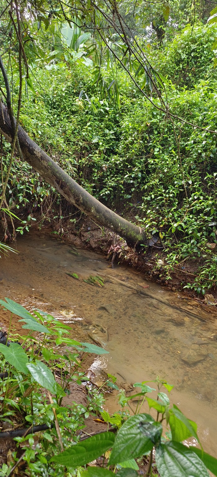 Stream Villa beside a natural stream surrounded by greenery